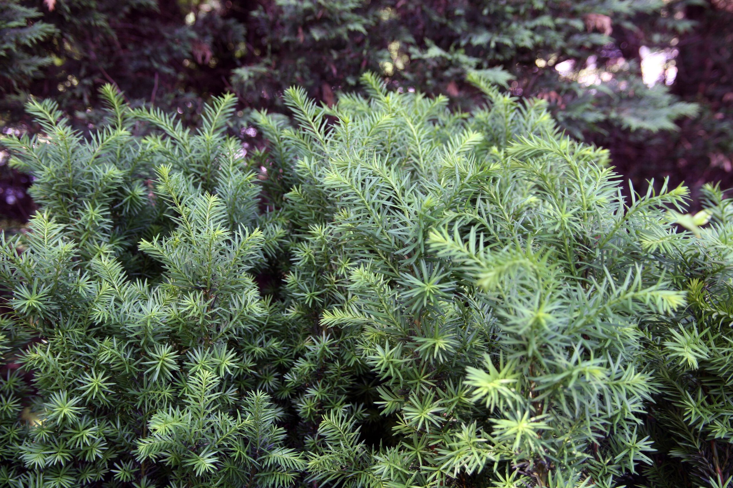 Taxus media 'Hicksii' - Afbeelding 2