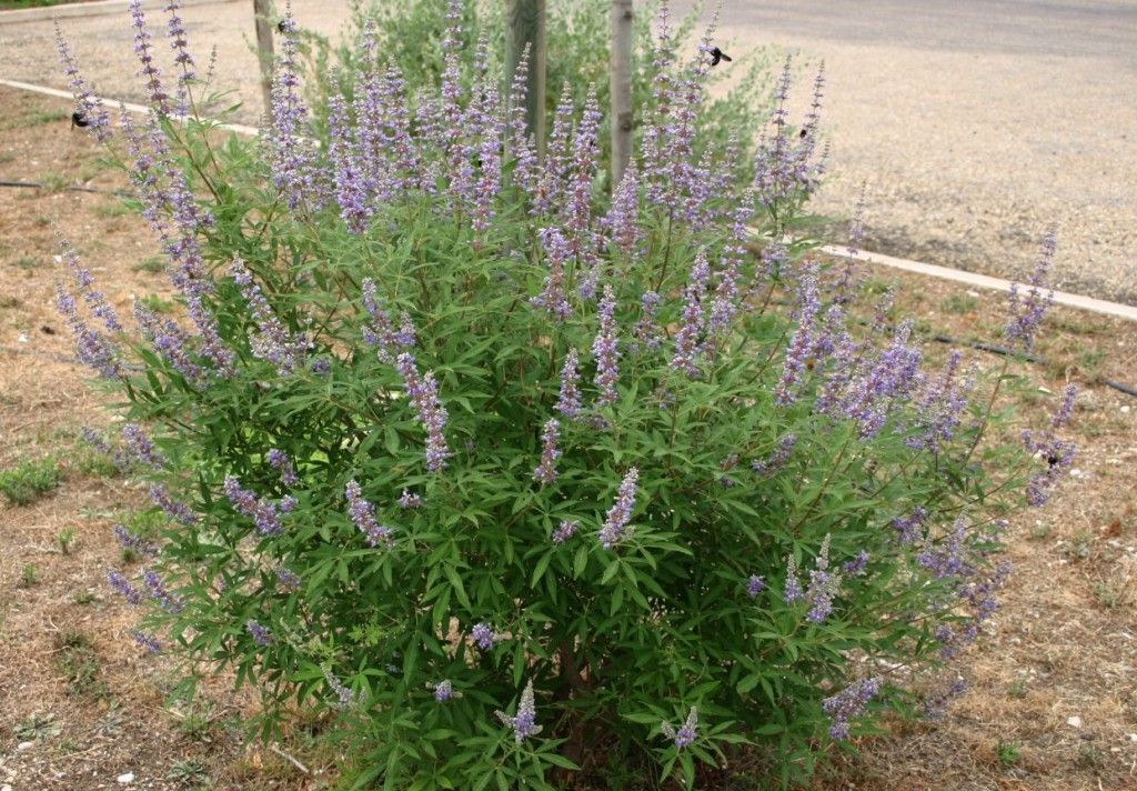 Bestel Vitex agnus-castus voordelig bij Plantenweelde