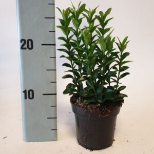 Buxus- vervangers